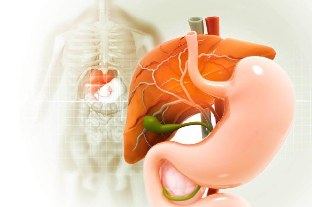 Illustration 3d du système digestif humain. Anatomie du foie, de l'estomac, du pancréas et de la vésicule biliaire sur fond médical.